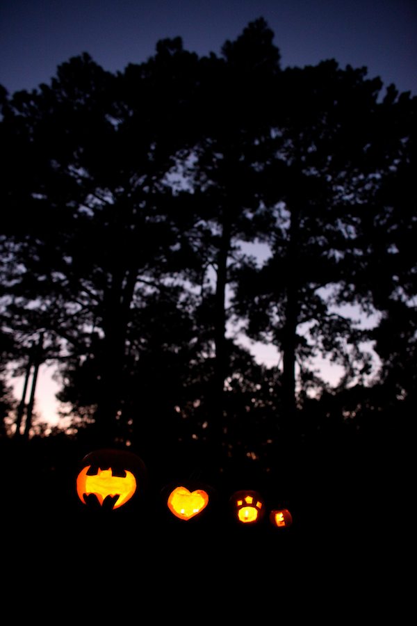 Pumpkin Patch Goodness