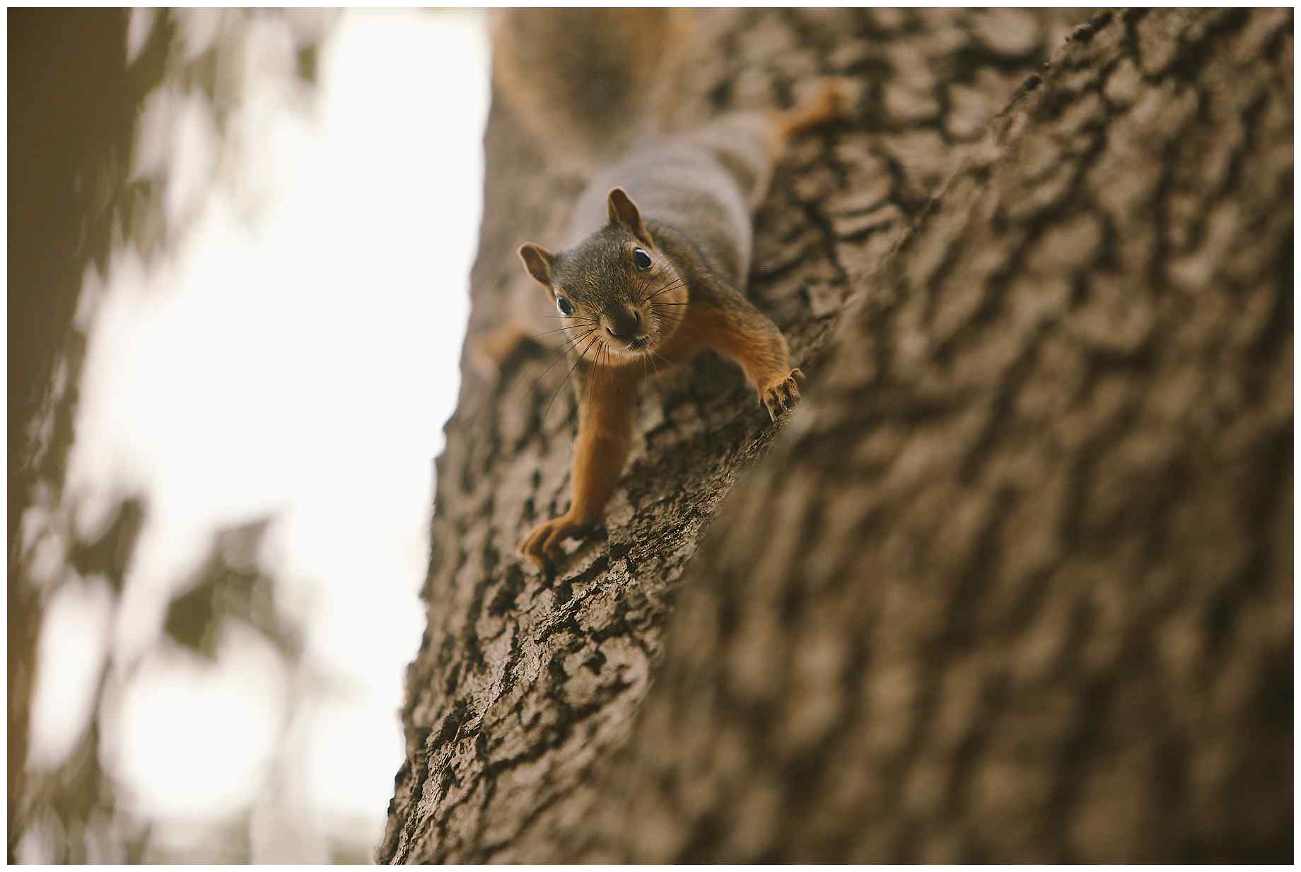 aggie-century-tree-wedding-11