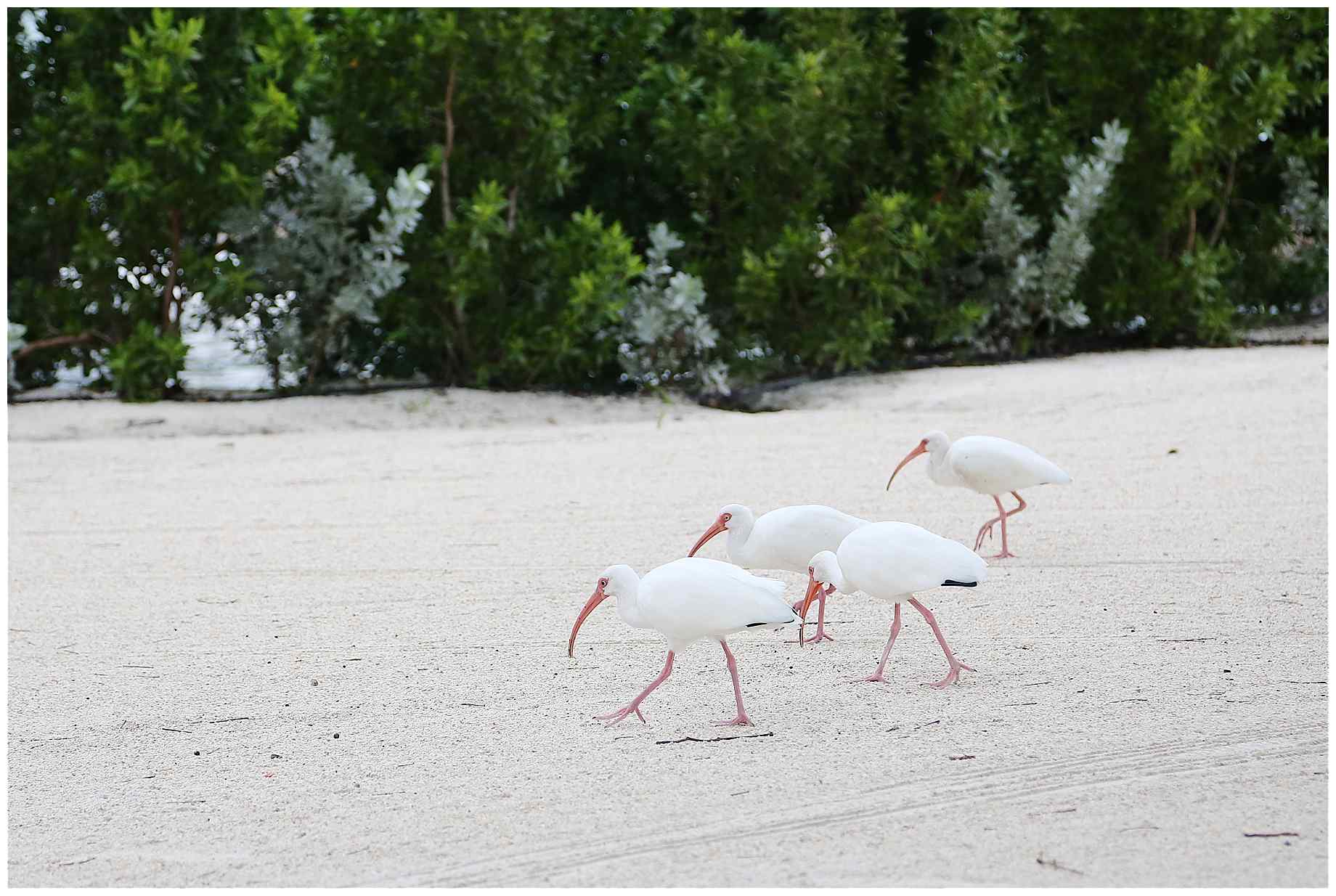 Key-Largo-Beach-Wedding-Photos-018