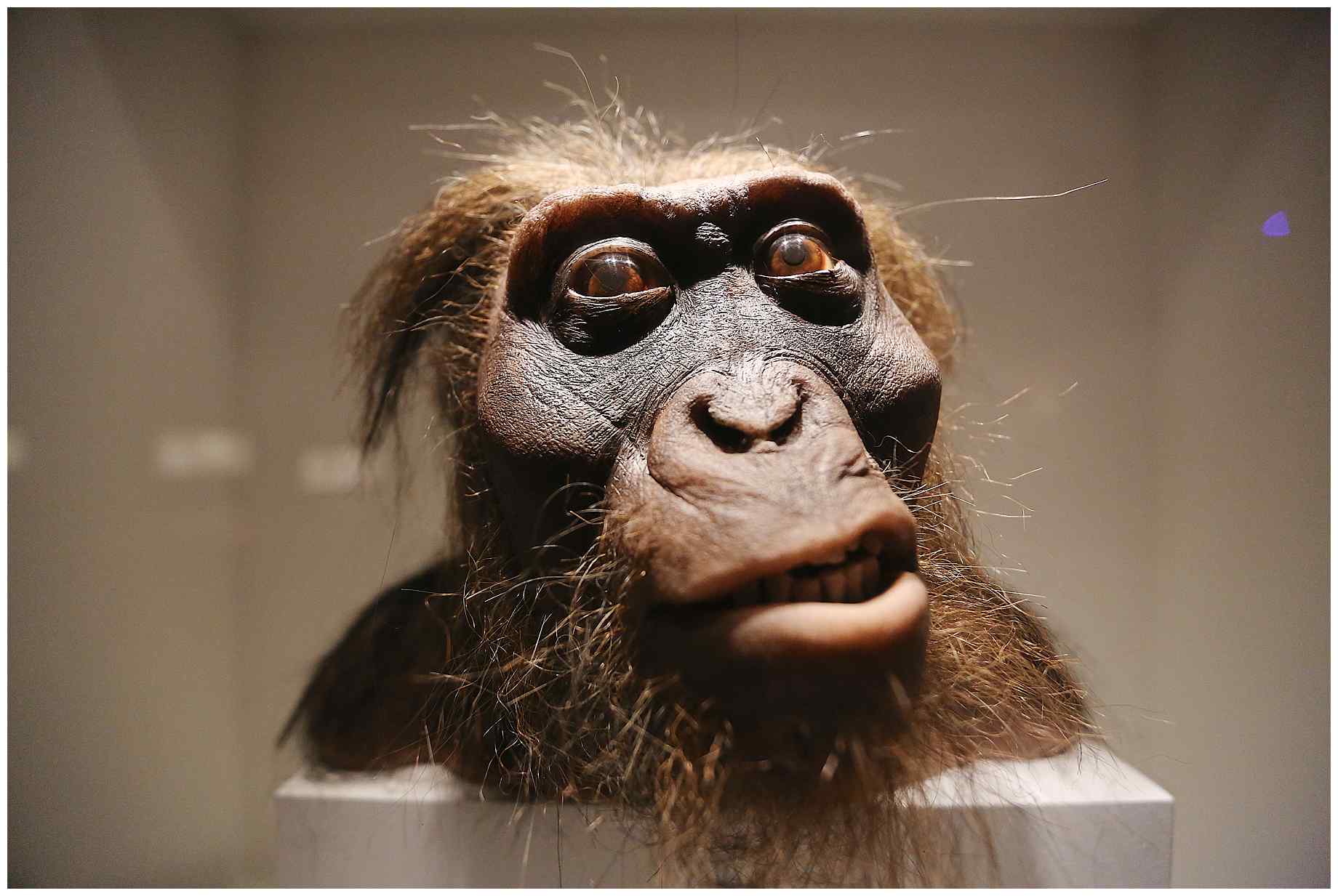 houston-museum-of-natural-science-wedding-photos-016